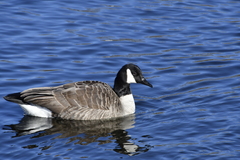 Branta canadensis