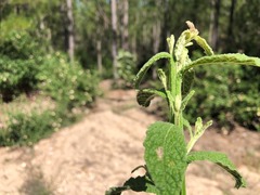 Pterocaulon redolens