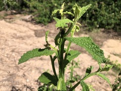 Pterocaulon redolens