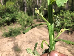 Pterocaulon redolens
