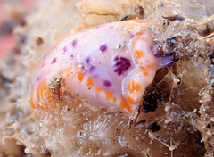 Mexichromis macropus