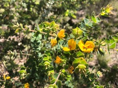 Pultenaea spinosa
