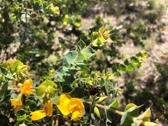 Pultenaea spinosa