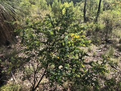 Pultenaea spinosa