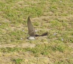 Pygochelidon cyanoleuca