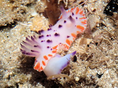 Mexichromis macropus