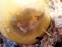 Isanemonia australis