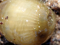 Isanemonia australis