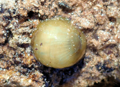 Isanemonia australis