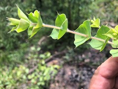 Pultenaea spinosa
