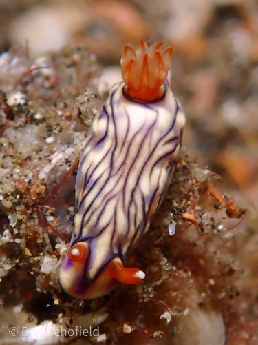 Photo of Zephyr hypselodoris (Hypselodoris zephyra)