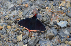 Pyrrhopyge