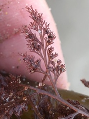 Microcladia coulteri