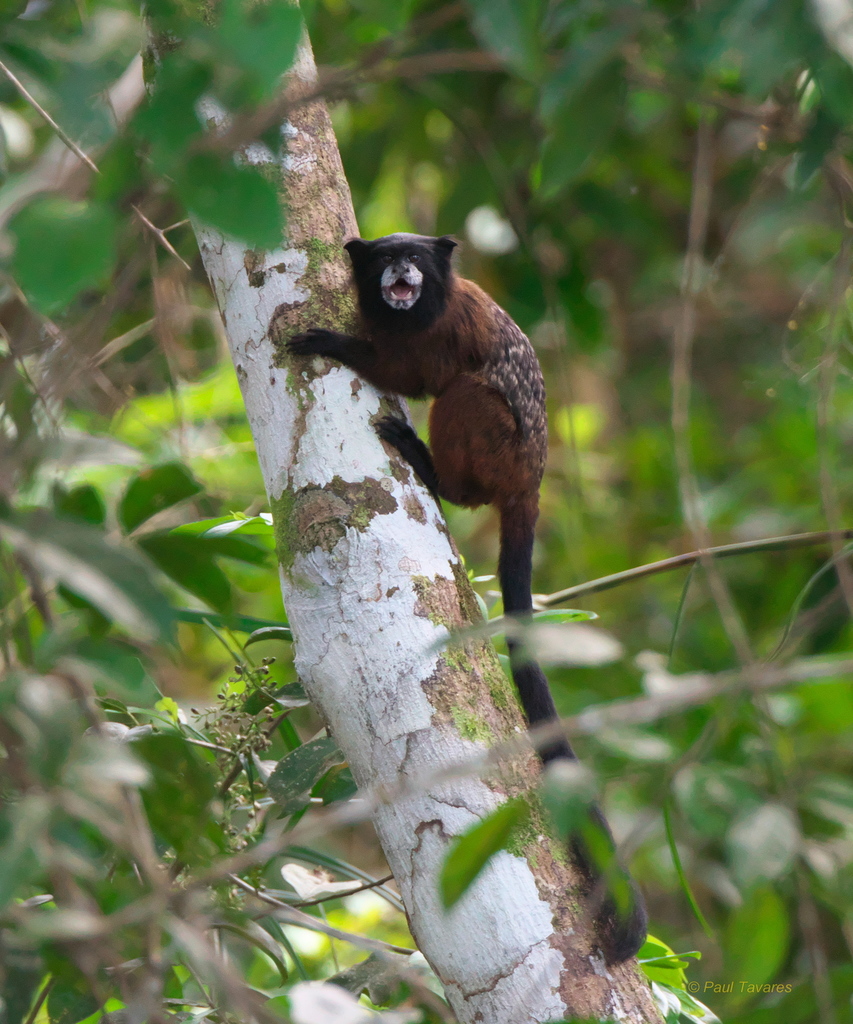 Bebeleche Saguinus Fuscicollis Naturalista