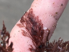 Microcladia coulteri