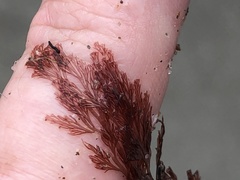 Microcladia coulteri