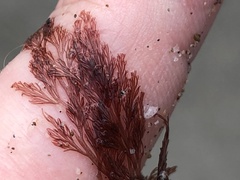 Microcladia coulteri