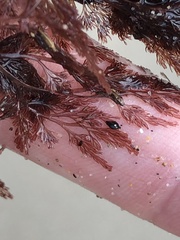 Microcladia coulteri