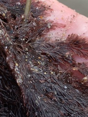 Microcladia coulteri