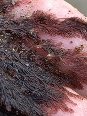 Microcladia coulteri