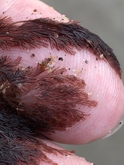 Microcladia coulteri