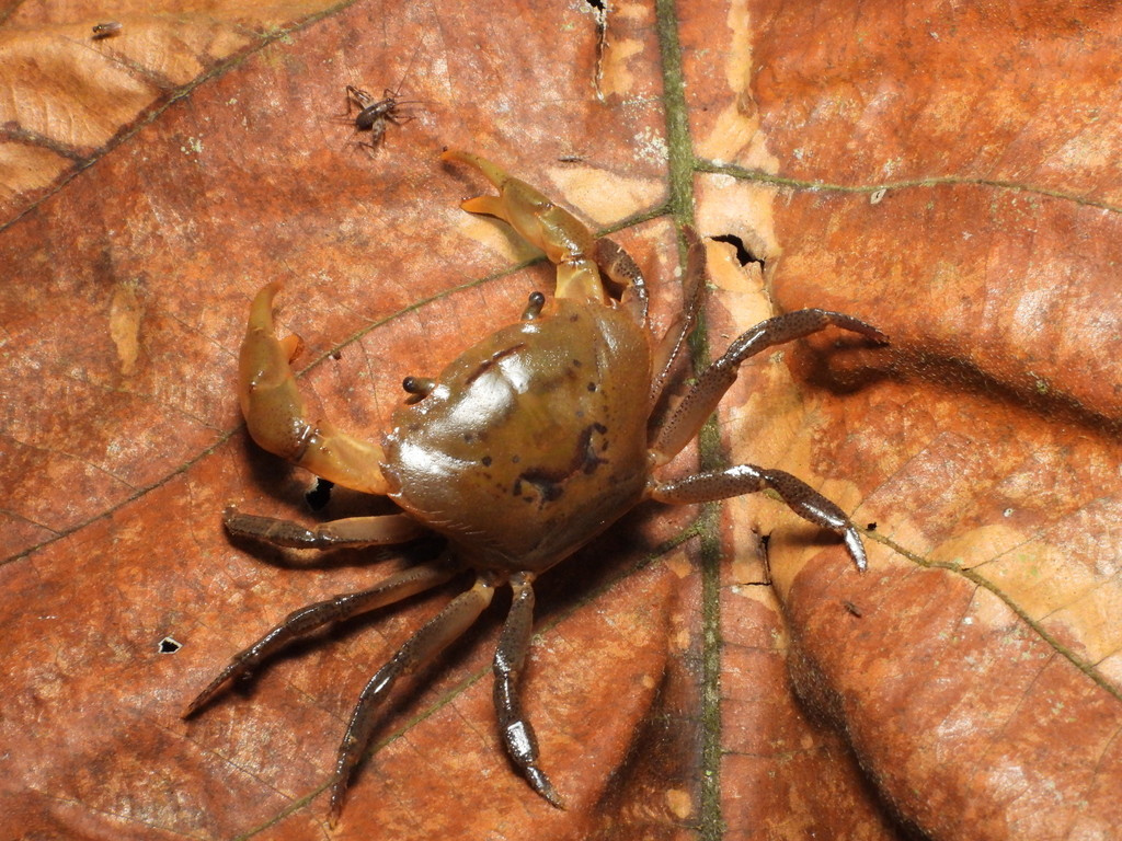 Salangathelphusa