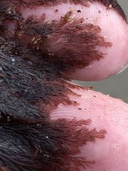 Microcladia coulteri