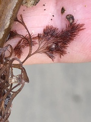 Microcladia coulteri