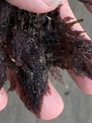 Microcladia coulteri