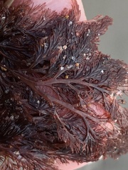 Microcladia coulteri