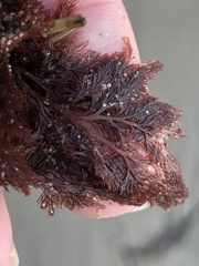 Microcladia coulteri