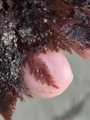 Microcladia coulteri