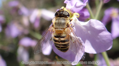 Eristalis cerealis