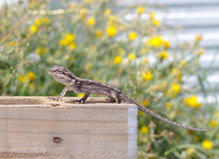 Amphibolurinae