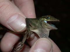 Anolis woodi