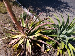 Agave desmettiana