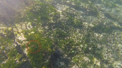 Lepidonectes corallicola