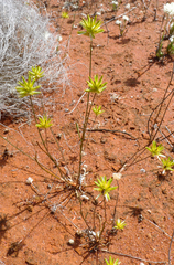 Ptilotus gaudichaudii