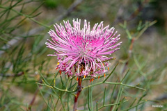 Isopogon divergens