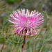 Isopogon divergens - Photo (c) gillbsydney, some rights reserved (CC BY-NC), uploaded by gillbsydney