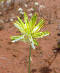 Ptilotus gaudichaudii