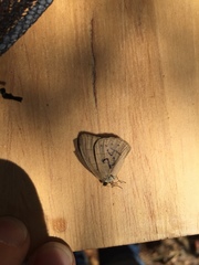 Nhambikuara cerradensis