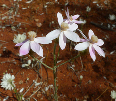 Schoenia