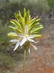Ptilotus gaudichaudii