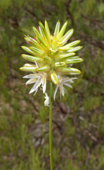 Ptilotus gaudichaudii