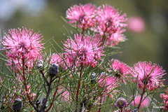 Isopogon divergens