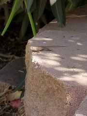Sceloporus occidentalis