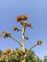 Agave desmettiana