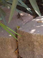Sceloporus occidentalis