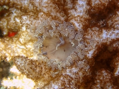 Phyllodiscus semoni